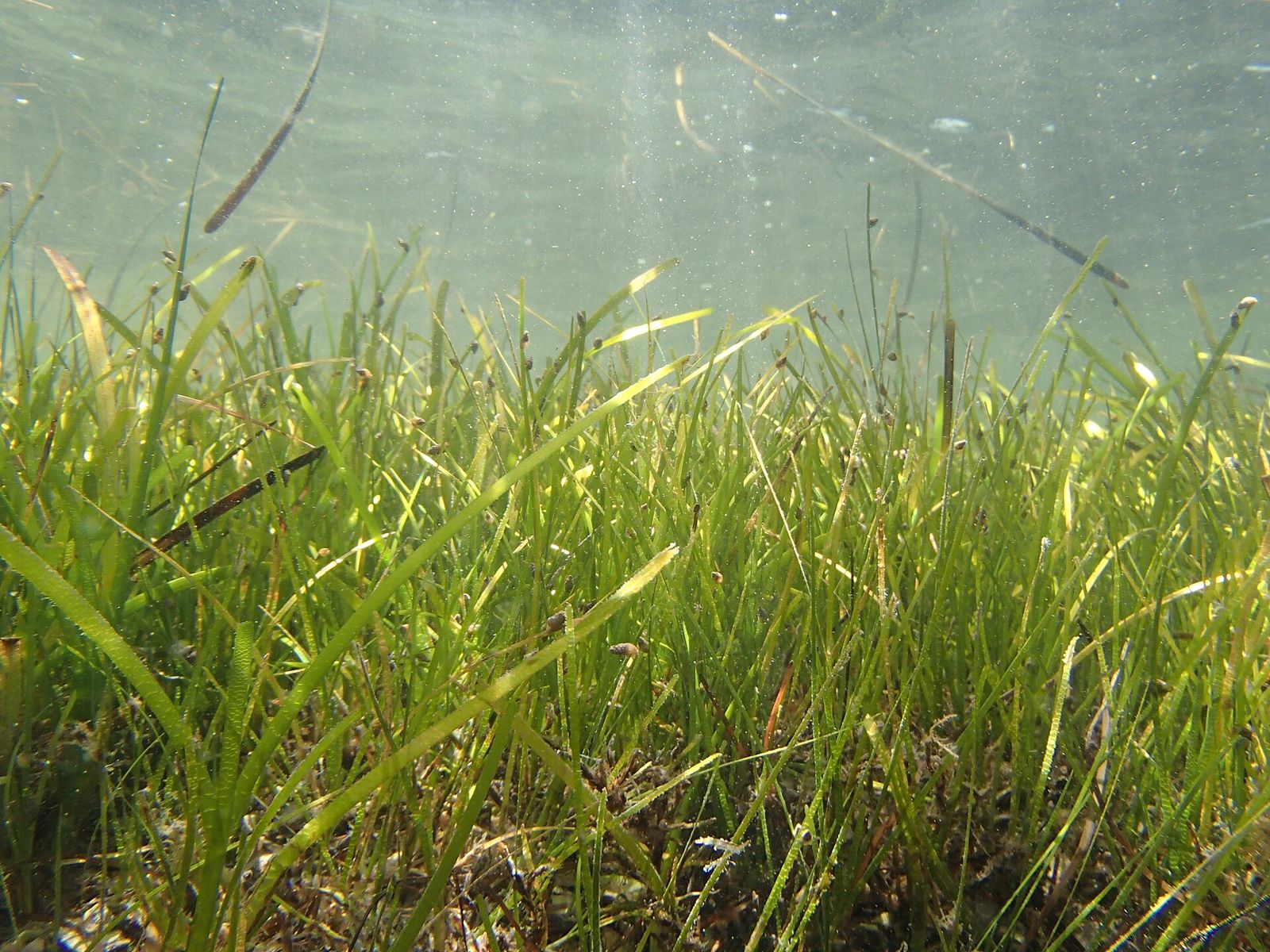 An underwater eelgrass meadow
